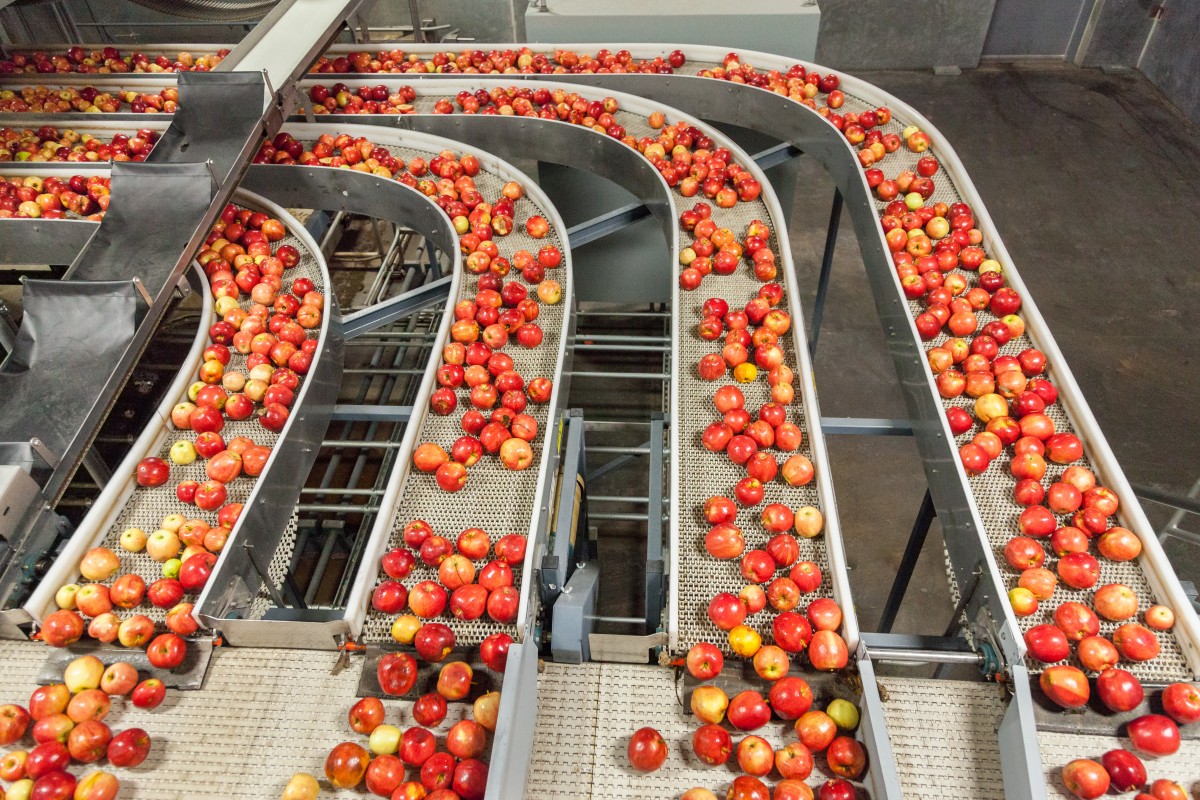 farm production apples ready for market 264043922