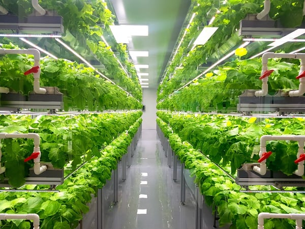 crops grow in indoor hydroponic warehouse 358626162