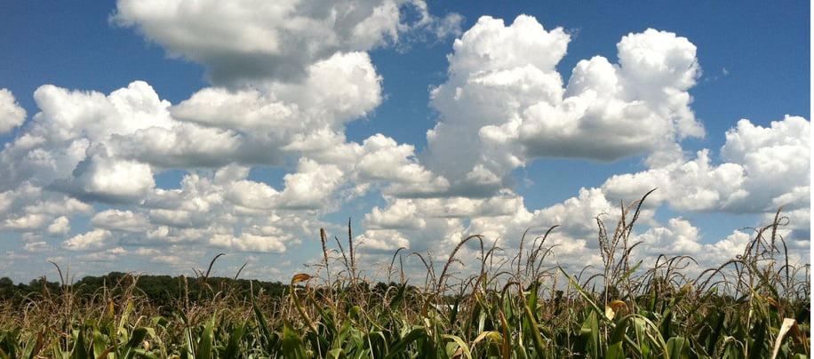 Cloud Corn