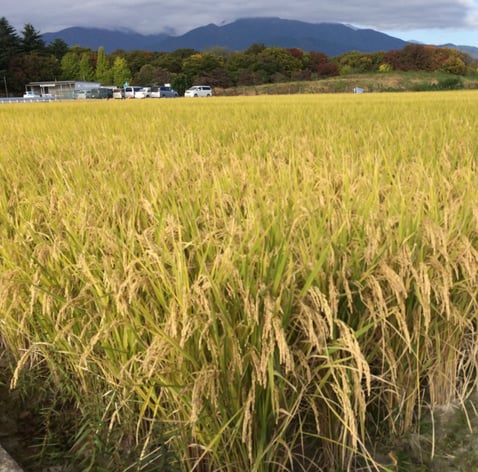 Growing Rice.jpg