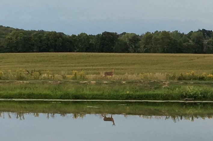Deer Reflection