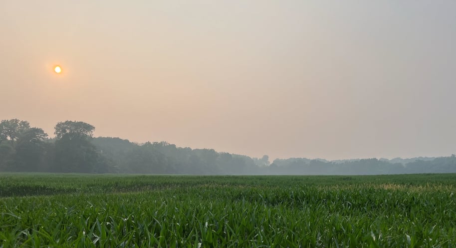 Smoke in corn field