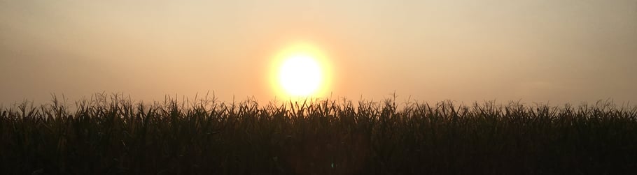 Fired Corn Field cropped