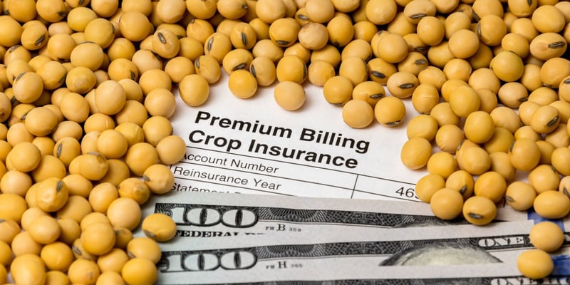 Crop-insurance-document-with-chickpeas-and-cash