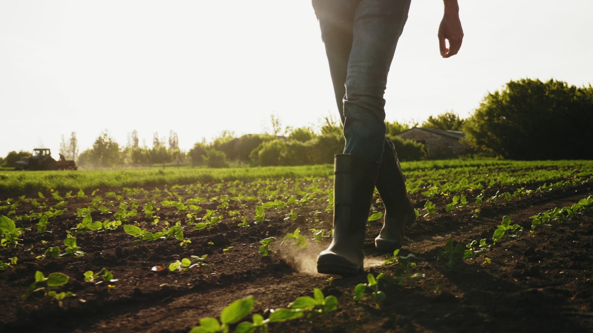 Farmer walks through field in rubber boots