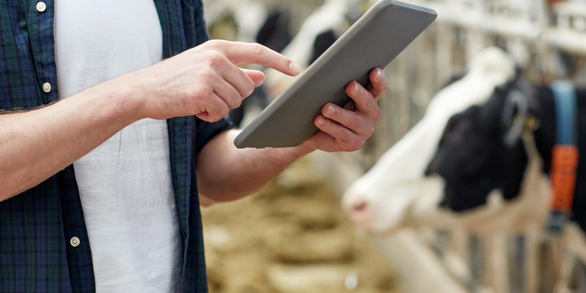 farm-worker-with-tablet-inventorying-cattle-production
